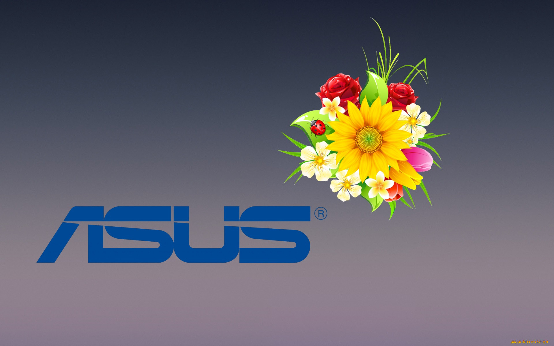 , asus, , , 